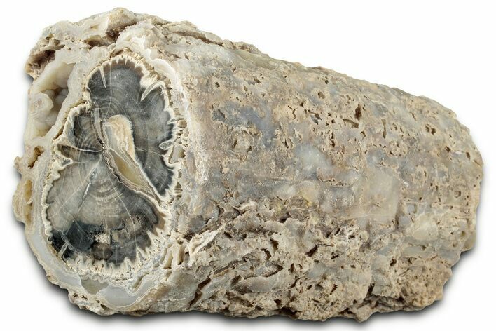 Long Petrified Wood (Schinoxylon) Limb - Blue Forest, Wyoming #326688